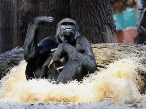 Sedih, Gorila Muda di Kebun Binatang Ini Mati gegara Kesalahan Staf