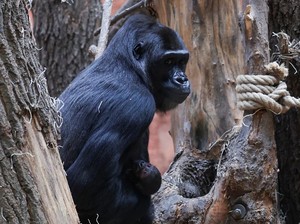 Penelitian Kamera Pelacak Gorila Berbasis AI