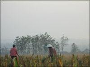 Kementan Ungkap Data Food Estate yang Berhasil Panen, Ini Lokasinya