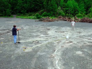 Hutan Tertua di Dunia Bukan Amazon, Tempatnya Tak Terduga
