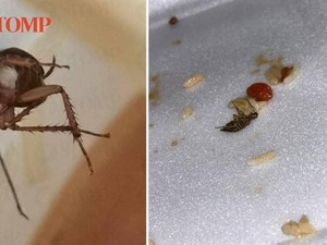 Jijik! Ada Kecoa Buntung Dalam Mangkuk Mie Pelanggan Ini