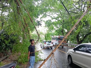 Bambu Roboh di Bokong Semar Jalan Wonosari, Diberlakukan Buka Tutup Arus