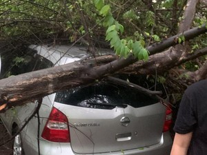 Hujan-Angin Kencang di Kartasura, Pohon Tumbang Timpa Mobil Parkir
