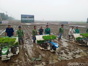 30 Hektare Lahan di Subang Ditanami Padi untuk Ketahanan Pangan