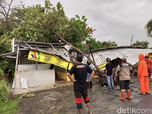 Hujan-Angin Kencang Landa Bantul, Belasan Pohon Tumbang