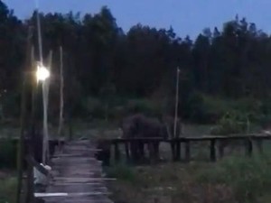 Gajah Masuk ke Permukiman, Warga di OKI Mengungsi ke Tempat Aman