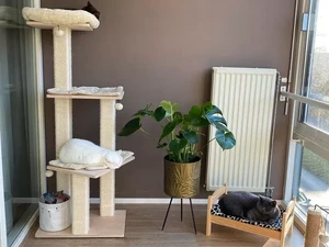 4 Cara Cegah Kucing Rusak Perabotan di Rumah