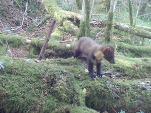 Kamera Jebakan Rekam Marten Pinus Langka