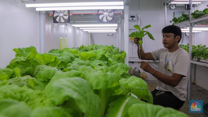 Petugas melakukan perawatan tanaman sayur daun yang ditanam dengan metode container farming di Agro Edukasi Wisata Ragunan, Jakarta, Jumat (5/12/2024). Penanaman dengan metode container farming menjadi alternatif di tengah terbatasnya lahan di Jakarta. (CNBC Indonesia/Faisal Rahman) Petugas melakukan perawatan tanaman sayur daun yang ditanam dengan metode container farming di Agro Edukasi Wisata Ragunan, Jakarta, Jumat (5/12/2024). Penanaman dengan metode container farming menjadi alternatif di tengah terbatasnya lahan di Jakarta. (CNBC Indonesia/Faisal Rahman)