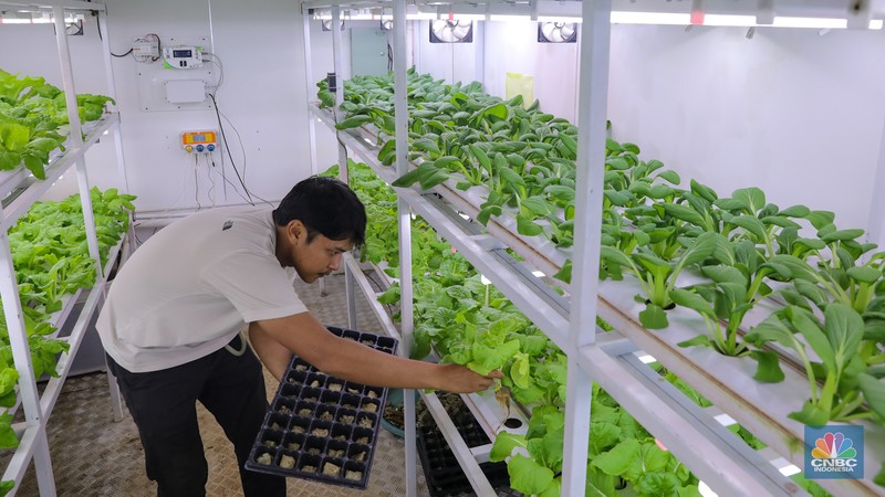 Petugas melakukan perawatan tanaman sayur daun yang ditanam dengan metode container farming di Agro Edukasi Wisata Ragunan, Jakarta, Jumat (5/12/2024). Penanaman dengan metode container farming menjadi alternatif di tengah terbatasnya lahan di Jakarta. (CNBC Indonesia/Faisal Rahman) Petugas melakukan perawatan tanaman sayur daun yang ditanam dengan metode container farming di Agro Edukasi Wisata Ragunan, Jakarta, Jumat (5/12/2024). Penanaman dengan metode container farming menjadi alternatif di tengah terbatasnya lahan di Jakarta. (CNBC Indonesia/Faisal Rahman)