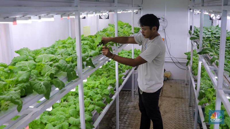 Petugas melakukan perawatan tanaman sayur daun yang ditanam dengan metode container farming di Agro Edukasi Wisata Ragunan, Jakarta, Jumat (5/12/2024). Penanaman dengan metode container farming menjadi alternatif di tengah terbatasnya lahan di Jakarta. (CNBC Indonesia/Faisal Rahman)