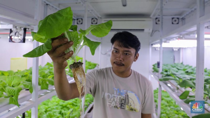 Petugas melakukan perawatan tanaman sayur daun yang ditanam dengan metode container farming di Agro Edukasi Wisata Ragunan, Jakarta, Jumat (5/12/2024). Penanaman dengan metode container farming menjadi alternatif di tengah terbatasnya lahan di Jakarta. (CNBC Indonesia/Faisal Rahman)