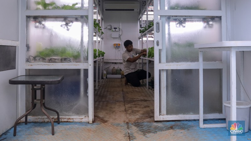 Petugas melakukan perawatan tanaman sayur daun yang ditanam dengan metode container farming di Agro Edukasi Wisata Ragunan, Jakarta, Jumat (5/12/2024). Penanaman dengan metode container farming menjadi alternatif di tengah terbatasnya lahan di Jakarta. (CNBC Indonesia/Faisal Rahman) Petugas melakukan perawatan tanaman sayur daun yang ditanam dengan metode container farming di Agro Edukasi Wisata Ragunan, Jakarta, Jumat (5/12/2024). Penanaman dengan metode container farming menjadi alternatif di tengah terbatasnya lahan di Jakarta. (CNBC Indonesia/Faisal Rahman)