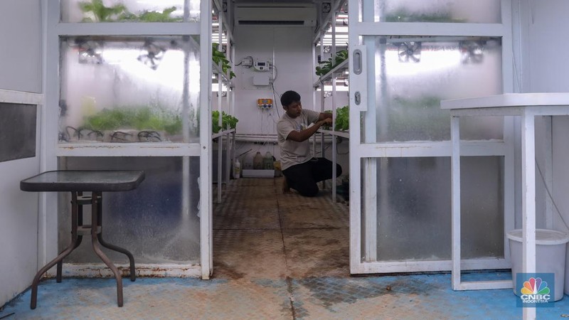 Petugas melakukan perawatan tanaman sayur daun yang ditanam dengan metode container farming di Agro Edukasi Wisata Ragunan, Jakarta, Jumat (5/12/2024). Penanaman dengan metode container farming menjadi alternatif di tengah terbatasnya lahan di Jakarta. (CNBC Indonesia/Faisal Rahman)
