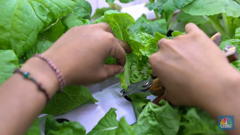 Petugas melakukan perawatan tanaman sayur daun yang ditanam dengan metode container farming di Agro Edukasi Wisata Ragunan, Jakarta, Jumat (5/12/2024). Penanaman dengan metode container farming menjadi alternatif di tengah terbatasnya lahan di Jakarta. (CNBC Indonesia/Faisal Rahman) Petugas melakukan perawatan tanaman sayur daun yang ditanam dengan metode container farming di Agro Edukasi Wisata Ragunan, Jakarta, Jumat (5/12/2024). Penanaman dengan metode container farming menjadi alternatif di tengah terbatasnya lahan di Jakarta. (CNBC Indonesia/Faisal Rahman)