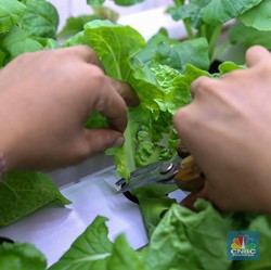 Tanda Kiamat Sudah Dekat Makin Nyata, Terlihat Jelas dari Daun