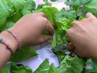 Waspada! Sayuran dan Makanan ini Rentan Terkontaminasi Mikroplastik