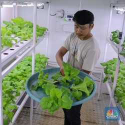 Penampakan Budidaya Sayur dengan Metode Container Farming