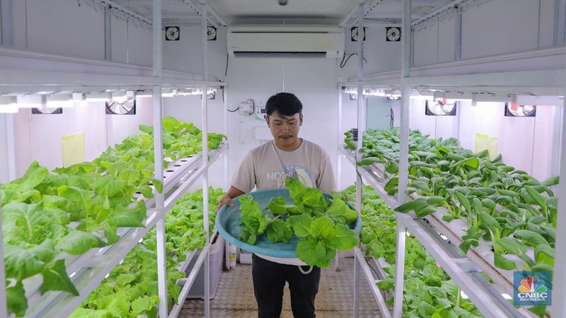 Petugas melakukan perawatan tanaman sayur daun yang ditanam dengan metode container farming di Agro Edukasi Wisata Ragunan, Jakarta, Jumat (5/12/2024). Penanaman dengan metode container farming menjadi alternatif di tengah terbatasnya lahan di Jakarta. (CNBC Indonesia/Faisal Rahman)