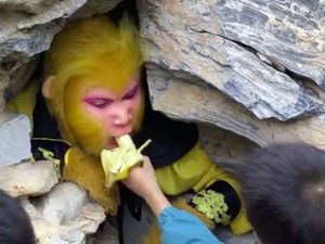 Dicari: Sun Wukong yang Mau Makan Pisang dengan Gaji Puluhan Juta