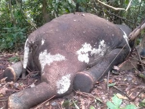 Gajah Betina Mati dengan Lubang Peluru di Hutan Produksi Bengkulu