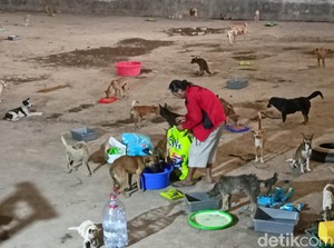 Ratusan Anjing yang Diselamatkan di Semarang Akan Dipindah ke Tempat Layak