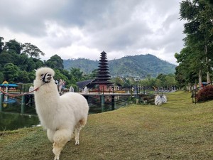 Taman Lembah Dewata: Fasilitas, Aktivitas Menarik, dan Biaya Masuk