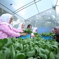Didukung BRI Peduli, Ini Kegiatan Bertani di Tengah Kota Medan