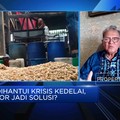 Video: Kedelai Langka, Perajin Tempe Dorong Produksi Kedelai GMO