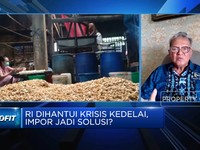 Video: Kedelai Langka, Perajin Tempe Dorong Produksi Kedelai GMO