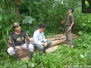 KPHL Bukit Daun Temukan Ribuan Ton Batu Bara-Kayu Ilegal di HPT Rindu Hati