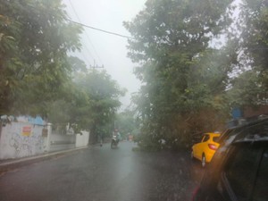 Pohon Tumbang Timpa Mobil di Jalan Opak saat Hujan Deras