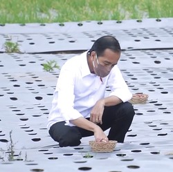 Tak Lagi Pakai APBN, Jokowi Buka Food Estate untuk Investor Swasta