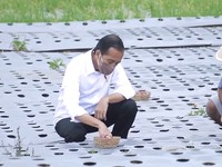 Heboh Food Estate Jokowi Dicap Gagal, Ini Daftar 12 Lokasinya