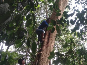 Terempas Angin, Penerjun Paralayang di Cilegon Nyangkut di Pohon 25 Meter