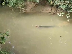 Detik-detik Bocah di Muna Barat Tewas Diterkam Buaya Saat Lompat ke Sungai