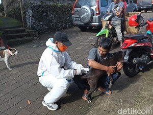 3 Anjing Rabies Gigit Warga di Tabanan Ditembak Mati