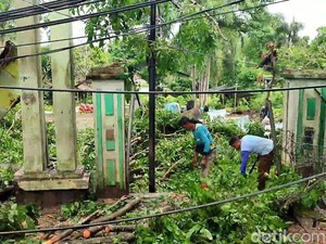 Diterjang Angin Kencang, Pohon Raksasa di Palembang Tumbang