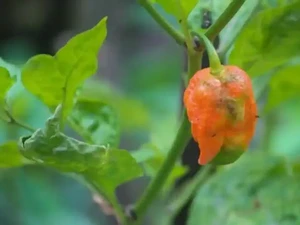 30 Detik untuk Lahap 10 Cabe Setan