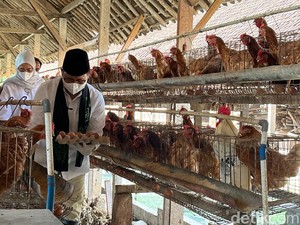 Cak Imin Terima Keluhan Peternak di Blitar soal Harga Pakan Sering Naik