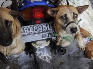 Korsel Resmi Larang Perdagangan Daging Anjing, Bagaimana di Indonesia?