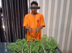 Pria di Karo Ditangkap gegara Tanam Ganja di Ladang