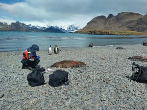 Pertama Kali! Penguin Antartika Mati Karena Flu Burung