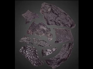 Fosil Kulit Tertua Ditemukan, Lebih Tua dari Mbahnya Dinosaurus
