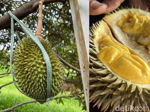 Seru! Di Depok Bisa Tur di Kebun Durian Seluas 14 Hektar