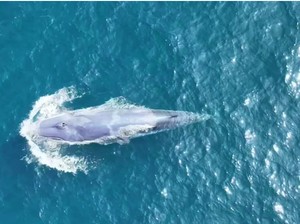 Paus Putih Langka Tiba-tiba Muncul dari Permukaan Laut, Para Turis Terpukau