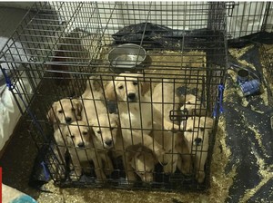 Rumah Airbnb Kacau Dipenuhi Kotoran, Anjing, dan Sampah