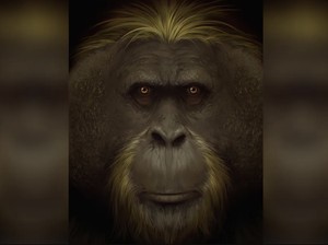 Misteri Punahnya Kera Raksasa Purba Terungkap