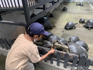 Serunya Lihat Koleksi Kura-kura di Medan, Bisa Foto-Beri Makan