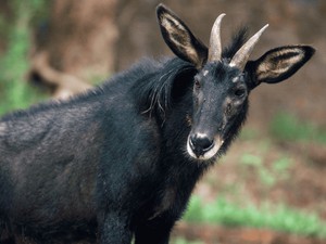 Ini Kambing Sumatera yang Nyaris Punah, Sempat Tertangkap Kamera
